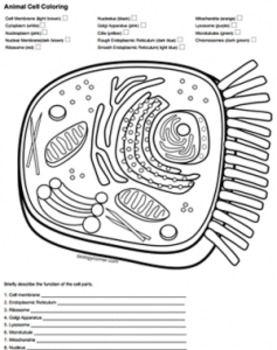 Animal Cell Coloring Answer Key by Biologycorner TpT