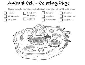 Animal Cell Coloring Page By Jeremy Scholz Teachers Pay Teachers