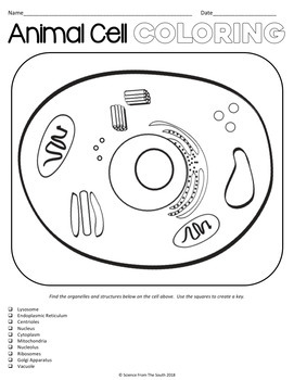 Animal Cell Coloring Worksheet for Review or Assessment | TPT