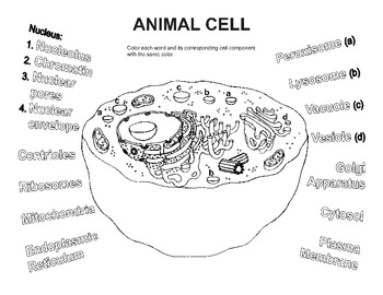 Animal Cell Coloring Worksheet By Bioart Teachers Pay Teachers