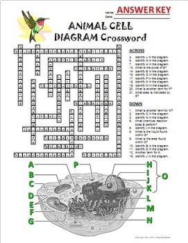 Animal Cell Crossword with Diagram Editable by Tangstar Science