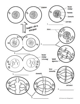 Cell Cycle Mitosis Reading and Coloring Activity or Homework by Biology  Roots