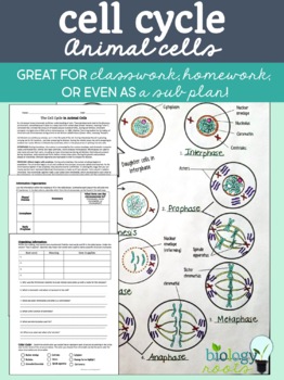 Cell Cycle Mitosis Reading and Coloring Activity or Homework by Biology  Roots