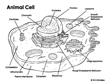 Animal Cell Diagram by Tim's Printables | TPT