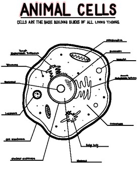 Animal Cell Diagram by Theresa the Teach | TPT