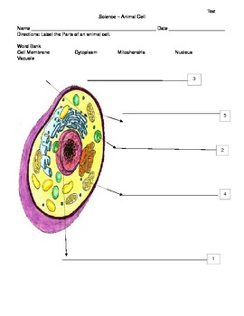 Preview of Animal Cell Diagram Study Guides
