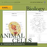 Animal Cell Diagram & Differentiated Worksheets - Science 