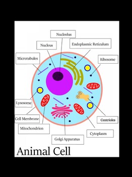Animal Cell And Plant Cell Diagram Teaching Resources | TPT