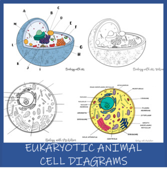 Animal Cell Diagrams By Biology With Ms Wilson Tpt