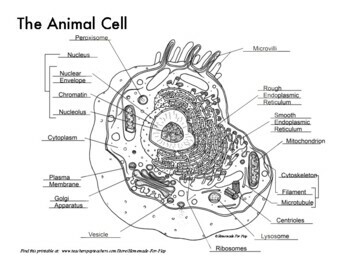 Animal Cell Diagrams for Coloring and Labeling, with Reference Chart ...