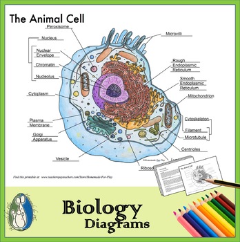 Animal Cell Diagrams for Coloring and Labeling, with Reference Chart and  Summary