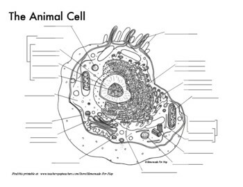 Animal Cell Diagrams for Coloring and Labeling, with Reference Chart and  Summary