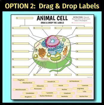 Animal Cell Interactive Google Slide Activities | Distance Learning | 8  Options