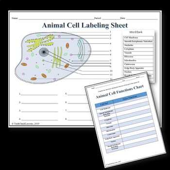 Animal Cell Labeling Functions Science Worksheet By Techcheck Lessons