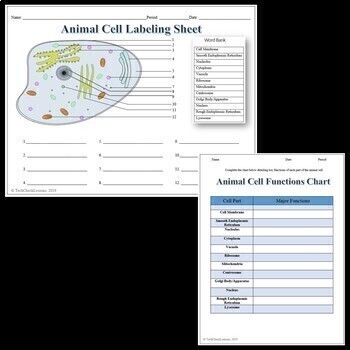 Animal Cell Labeling & Functions Science Worksheet for ...