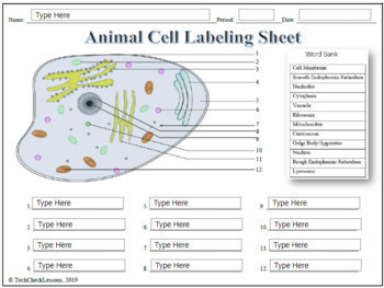 Animal Cell Labeling & Functions Science Worksheet for Google Slides