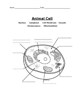 Animal Cell Labeling Worksheet by Suzie Ismail | TPT