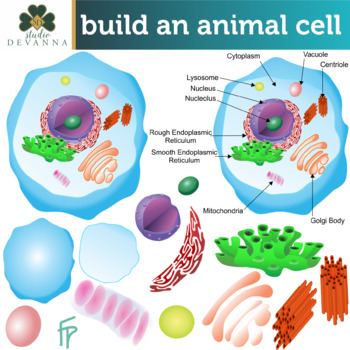 Animal Cell Parts Clip Art by Studio Devanna | Teachers ...