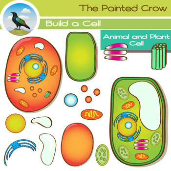Preview of Animal Cell & Plant Cell Clip Art - 30 Piece Set - Color & Blackline Graphics