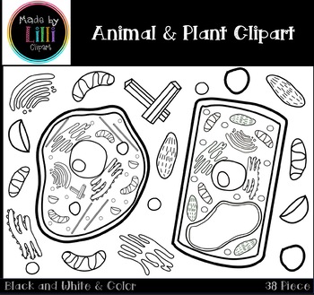 Featured image of post Cells Clipart Black And White Choose from 530 cells clip art images and download in the form of png eps ai or psd