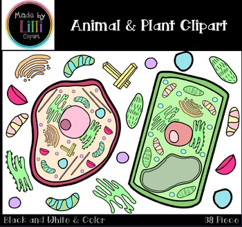 Preview of Animal Cell and Plant Cell Clipart - Science Clipart - STEM Clipart