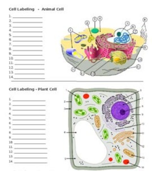 Preview of Animal Cell, Plant Cell, and Endomembrane System (KEY)