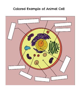simple animal cell without labels