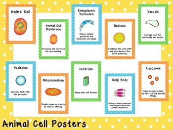Preview of Animal Cell Printable Posters. Elementary Biology. Classroom Accessories.