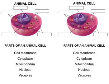 Animal Cell Quiz Teaching Resources | TPT