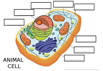 Animal Cell REVISION! by Miss Boss Science | TPT