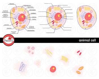 Preview of Animal Cell Science Diagram Clipart by Poppydreamz