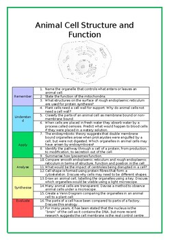 Animal Cell Structure and Function Worksheet (Bloom's Taxonomy) by