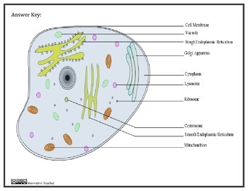 Animal Cell Worksheet by Innovative Teacher | Teachers Pay ...