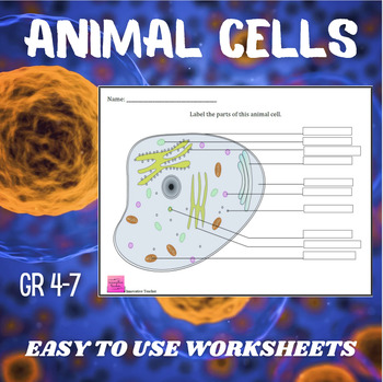 Animal Cell Worksheet by Innovative Teacher | Teachers Pay Teachers