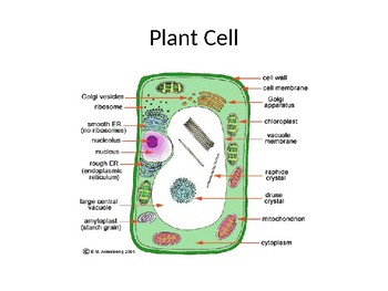 Animal Cell and Plant Cell by Paula Herron | Teachers Pay Teachers