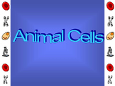 Animal Cells