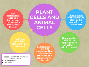 Preview of Animal Cells and Plant Cells Interactive Notebook Notes