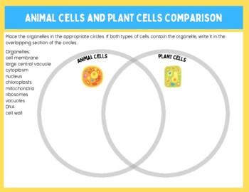 Animal And Plant Cell Diagrams Teaching Resources | TPT