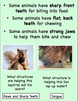 Animal Characteristics by Food for Taught | TPT