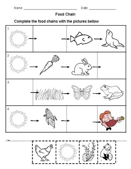 Food Chain Activities, Center and Assessment by Maria Gaviria | TpT