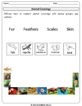 Animal Classification:Engaging Worksheets| Digital Distance Learning /  Printable