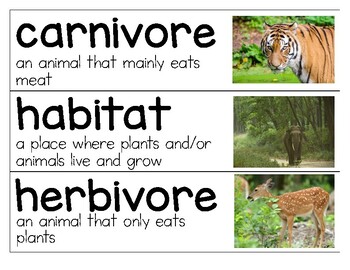 Animal Classification Animal Science CKLA Unit 2 Vocabulary Cards 3rd Grade