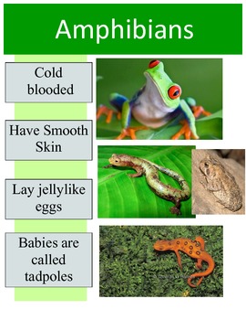 Animal Classification Posters by O Happy Day Teaching Resources | TPT