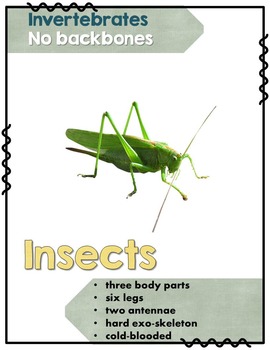 Preview of Animal Classification Posters - FREE