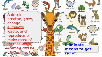 Preview of Animal Classification Slide Show