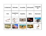 Animal Classification Sort (with key)