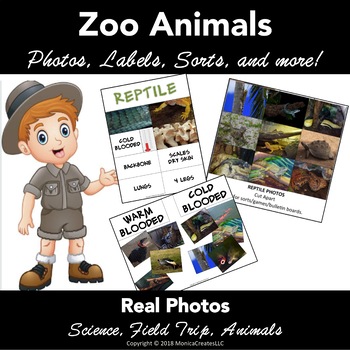 Preview of Animal Classification Sort (Mammal, Fish, Reptile, Bird) Real Photos