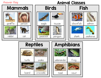 Preview of Animal Classification Sort - Mammals, Birds, Fish, Reptiles, and Amphibians