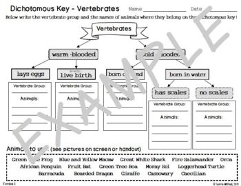 Animal Classification Vertebrate Dichotomous Key Activity By Carrie Whitlock