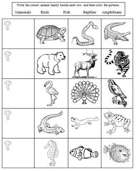 Animal Classification Worksheet by The Science Fix | TPT